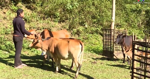 Người chăn nuôi trâu, bò gặp nhiều khó khăn do giá bán giảm mạnh