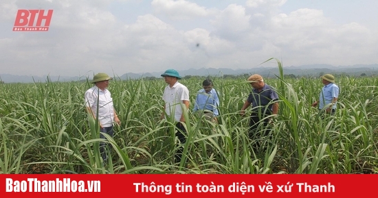 Développement durable des zones de production de la canne à sucre