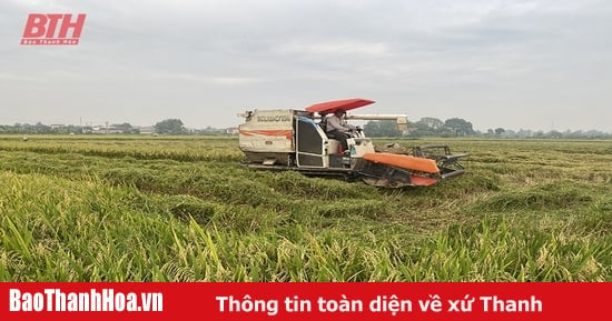 Nông Cống liên kết thu mua lúa tại ruộng