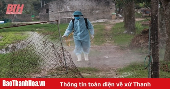 Tăng cường thực hiện các biện pháp phòng, chống bệnh dịch tả lợn châu Phi