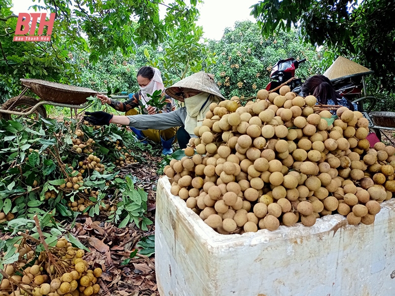 “Bắt” nhãn ra trái vụ, thu lợi nhuận 2 tỷ đồng mỗi năm