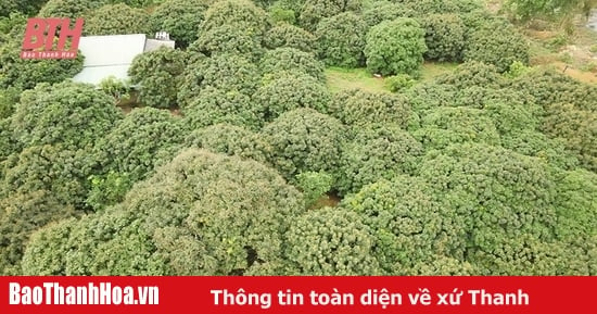 “Bắt” nhãn ra trái vụ, thu lợi nhuận 2 tỷ đồng mỗi năm