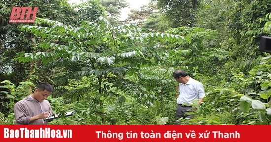 Bảo vệ, khôi phục và phát triển rừng lim xanh