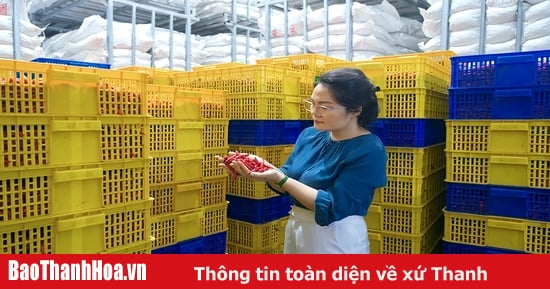 Những người đưa nông sản “xuất ngoại”