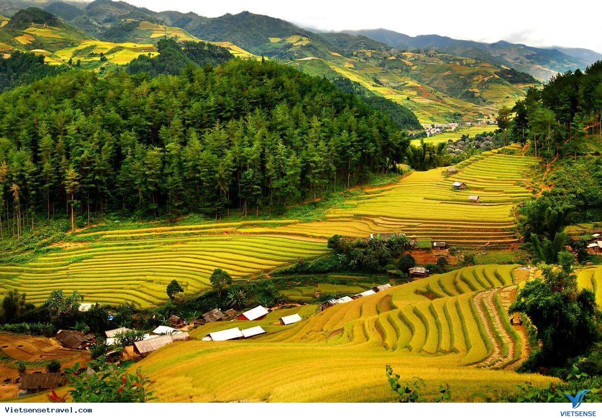 La belle saison du riz mûr à Pu Luong