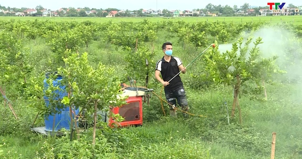 La superficie des arbres fruitiers nouvellement plantés est estimée à 250 hectares.