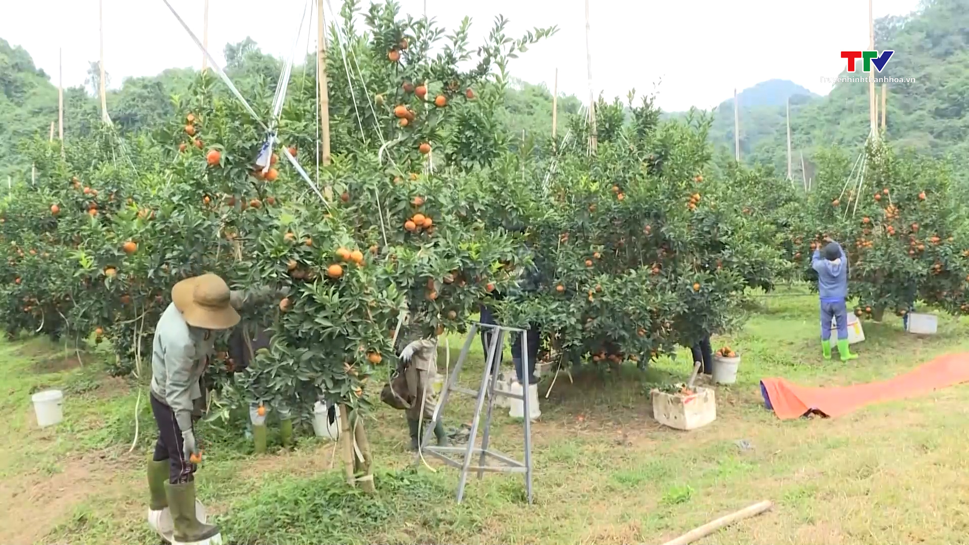 Huyện Thạch Thành tích tụ, tập trung được trên 1.240 ha đất nông nghiệp - Ảnh 1.