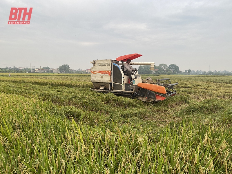 Nông Cống liên kết thu mua lúa tại ruộng