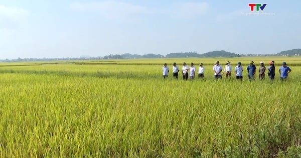 เมือง Thanh Hoa ได้เก็บเกี่ยวข้าวฤดูใบไม้ผลิเรียบร้อยแล้ว