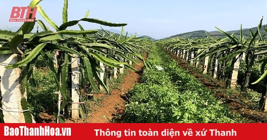 Xây dựng mã số vùng trồng hướng đến thị trường xuất khẩu