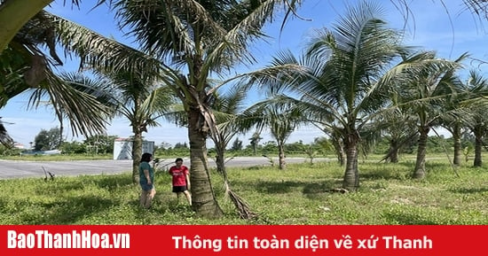 Regaining the "position" for Hoang Hoa coconut trees