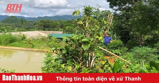 Cần bảo tồn chè Shan tuyết cổ thụ ở Bá Thước