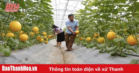 Xứ Thanh - Nơi hội tụ sản phẩm tinh hoa (Bài 1): “Quả ngọt” từ nông nghiệp ứng dụng công nghệ cao