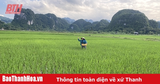 Tăng cường kiểm tra, quản lý chất lượng phân bón, thuốc bảo vệ thực vật