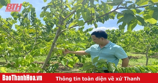 Tích tụ, tập trung đất đai để sản xuất quy mô lớn