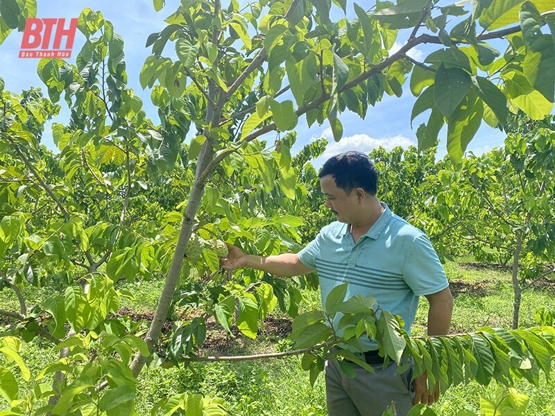 Tích tụ, tập trung đất đai để sản xuất quy mô lớn