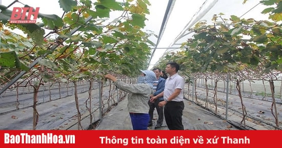 Nhiều khó khăn trong xây dựng các vùng nông nghiệp ứng dụng công nghệ cao