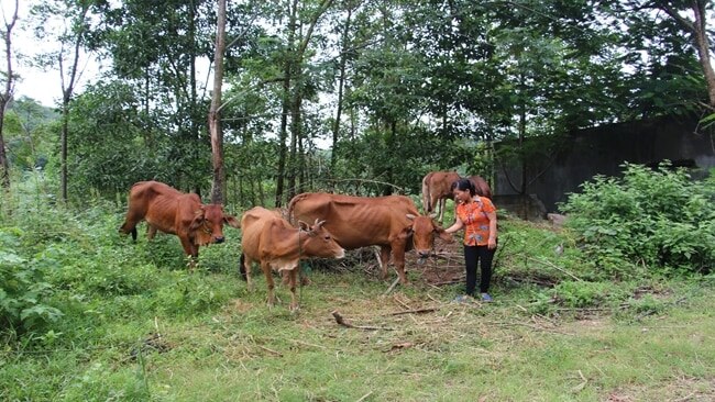 Bò giống từ Dự án đa dạng hóa sinh kế, phát triển mô hình giảm nghèo hỗ trợ hiệu quả cho nhiều người dân vươn lên phát triển kinh tế tại Thanh Hóa (ảnh Q. Tuấn)