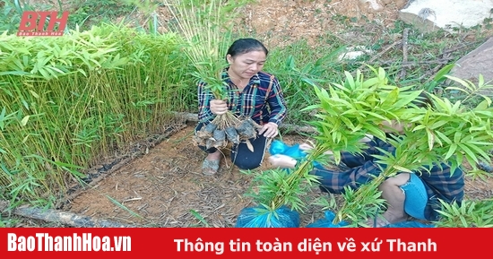 Quan Sơn thâm canh, phục tráng, khai thác bền vững rừng luồng