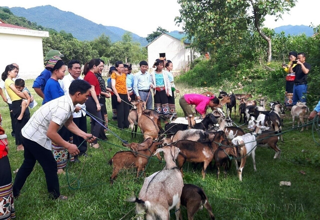 Hội Liên hiệp Phụ nữ tỉnh Thanh Hóa trao hỗ trợ dê giống cho hộ gia đình hội viên, phụ nữ nghèo DTTS là thành viên tổ hợp tác chăn nuôi dê sinh sản, giúp các thành viên trong tổ hợp tác thoát nghèo bền vững