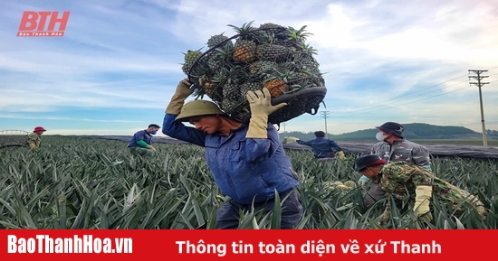 Xây dựng vùng nguyên liệu cho công nghiệp chế biến nông sản