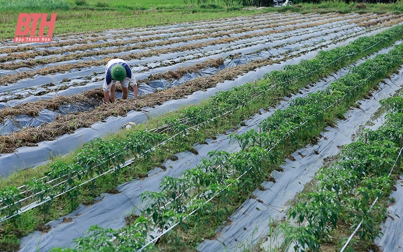 Đa dạng cây trồng vụ đông