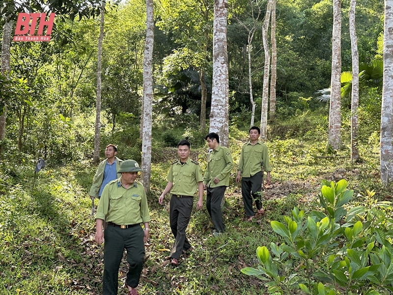 Quản lý, bảo vệ rừng bền vững ở Thường Xuân