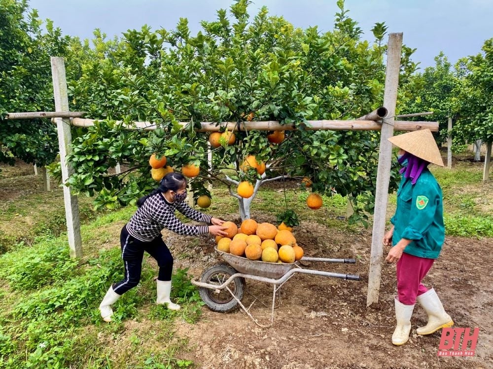 Thọ Xuân đón nhận Huân chương Độc lập hạng Nhì và Bằng công nhận huyện đạt chuẩn nông thôn mới nâng cao