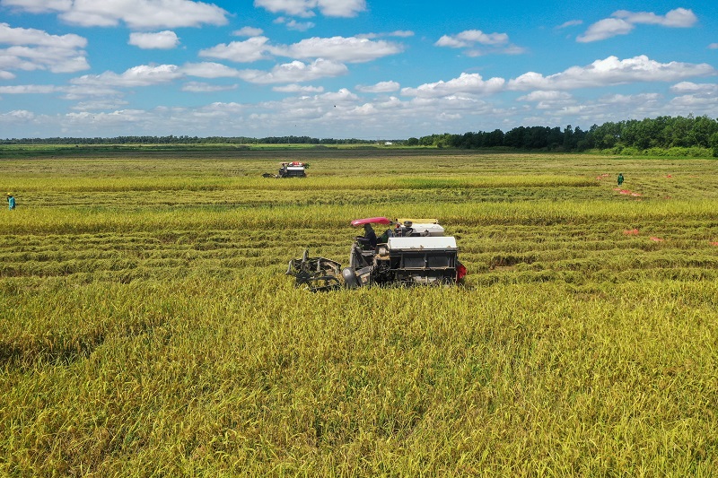 Có gì đặc biệt ở cánh đồng lúa ST25 “5 không” tại trang trại Vinamilk Green Farm?