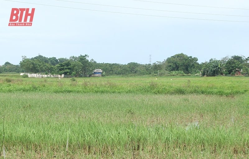 Cơ chế “trói buộc” nông nghiệp - “Xé rào” để đột phá (Bài 1): “Bờ xôi ruộng mật” bỏ hoang khắp nơi