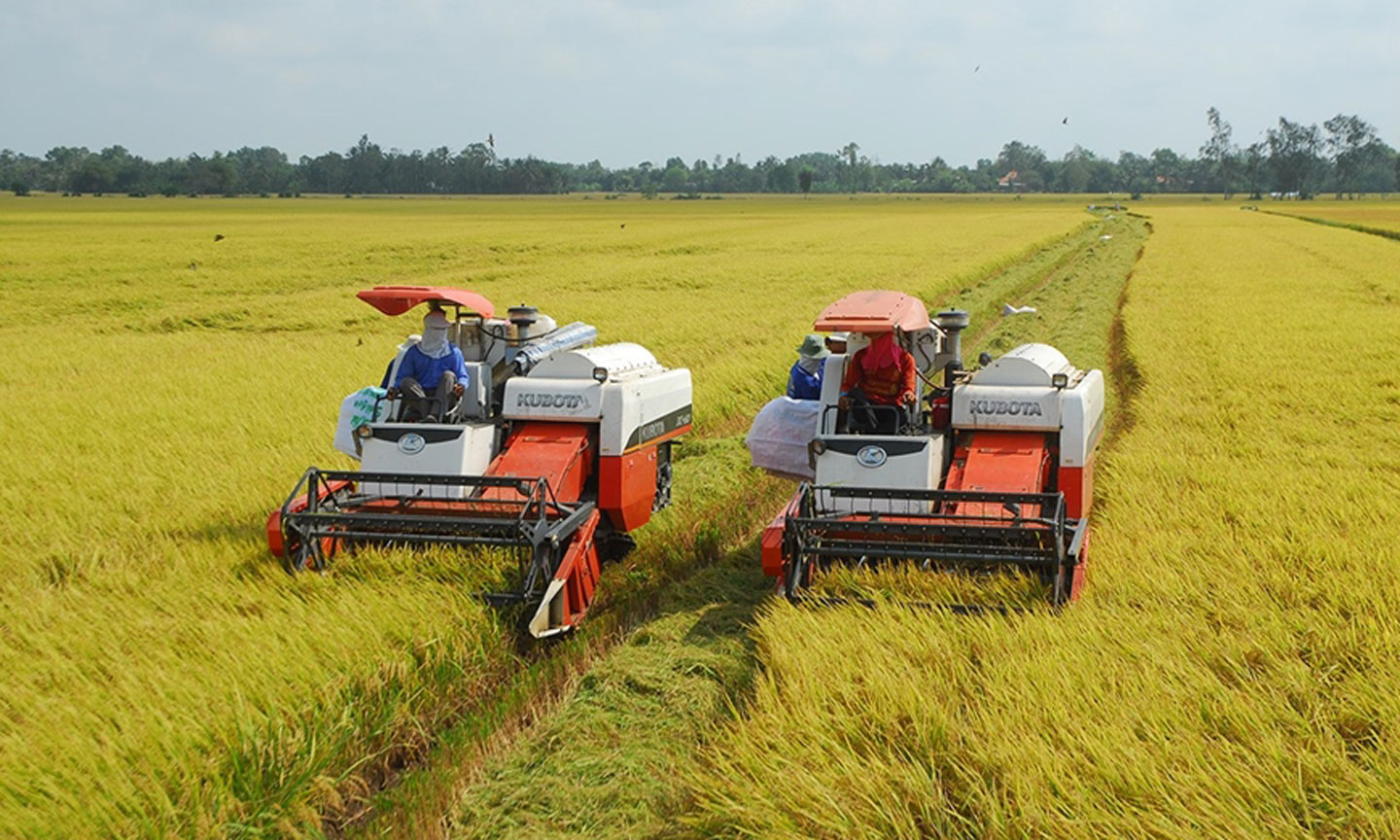 Thu hoạch lúa ở Đồng bằng Sông Cửu Long. 