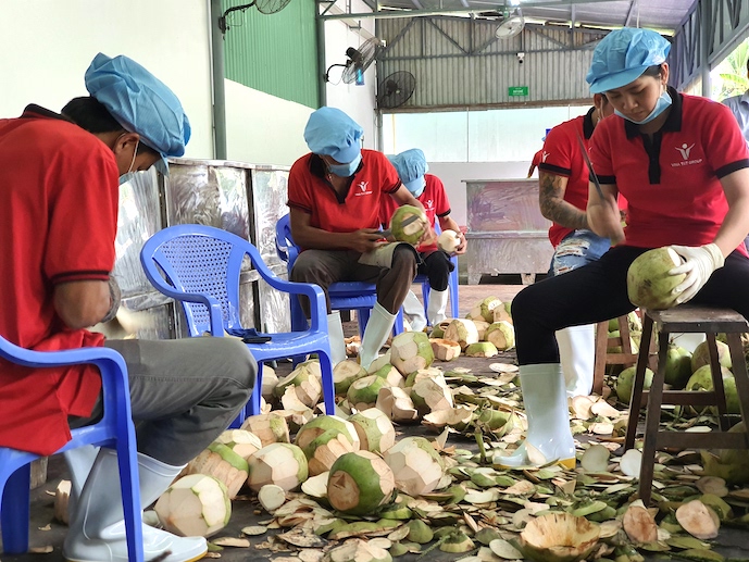 Phía Mỹ yêu cầu dừa non tươi phải được gọt bỏ toàn bộ phần vỏ xanh và ít nhất 75% phần xơ dừa. Ảnh: Trung Chánh.