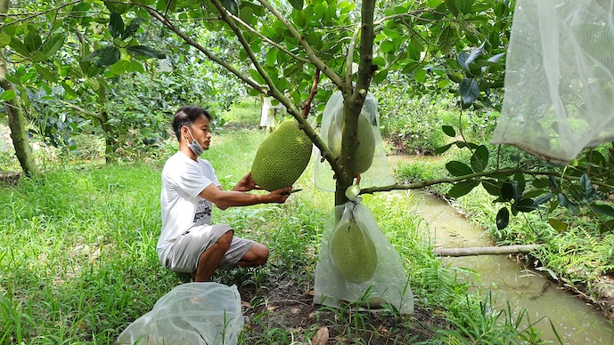 Festival nông sản Việt sẽ diễn ra ở tỉnh Vĩnh Long từ ngày 11 đến 17-9. Ảnh: Trung Chánh