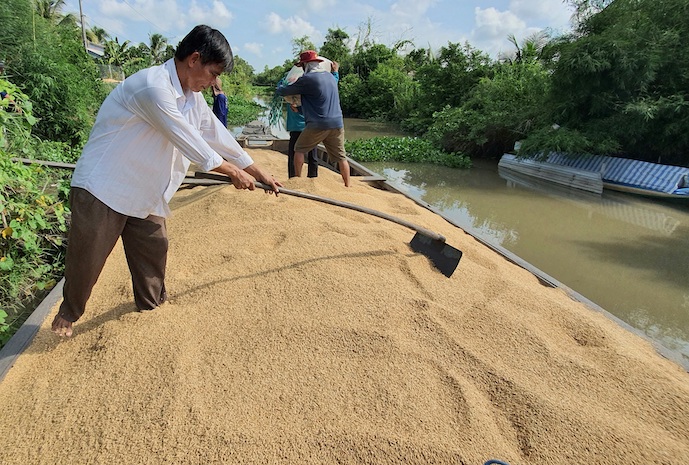 Giá lúa gạo của Việt Nam sẽ sụt giảm sau động thái xin huỷ đơn hàng của nhà nhập khẩu Philippines?. Ảnh: Trung Chánh