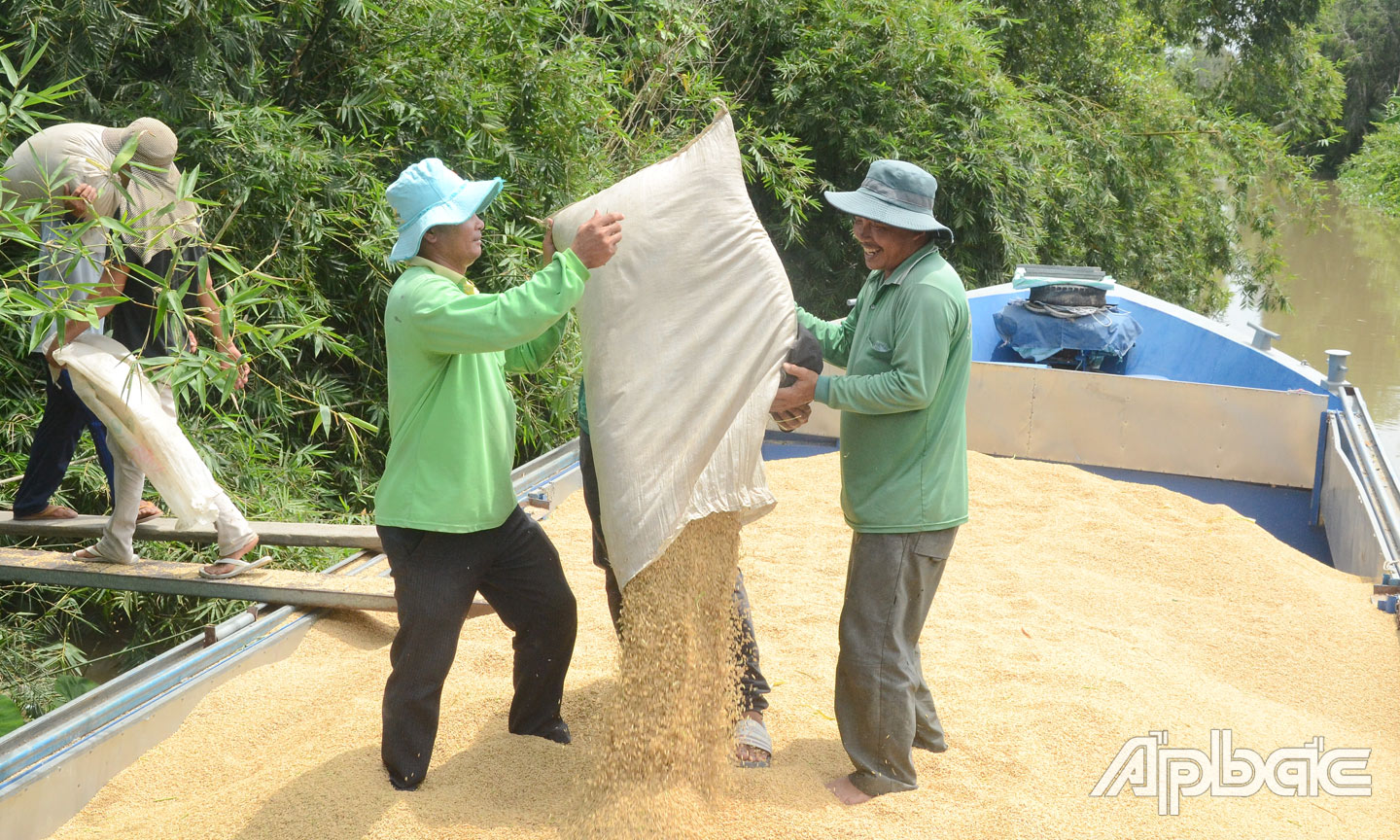 Diện tích sản xuất lúa tham gia liên kết tiêu thụ chưa nhiều.