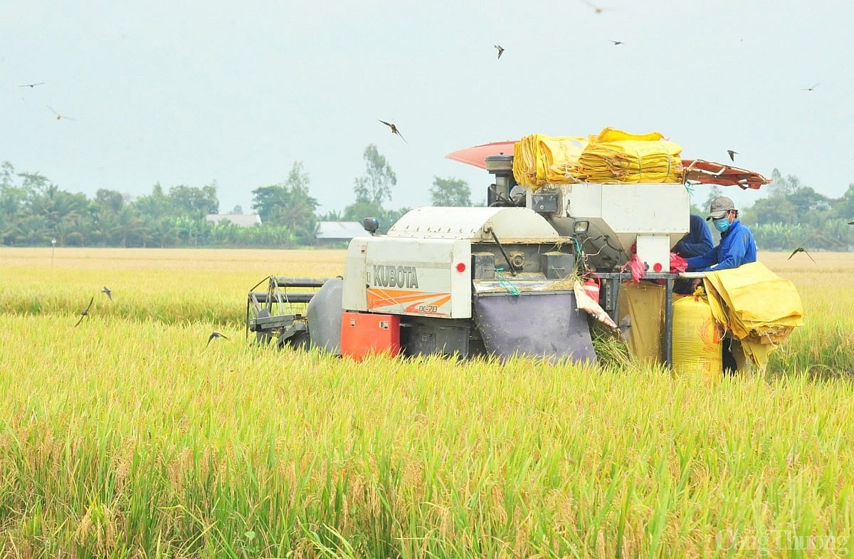 Giá lúa gạo hôm nay ngày 1/12 và tuần qua: Gạo thơm chào giá cao, lúa tươi giá tăng mạnh