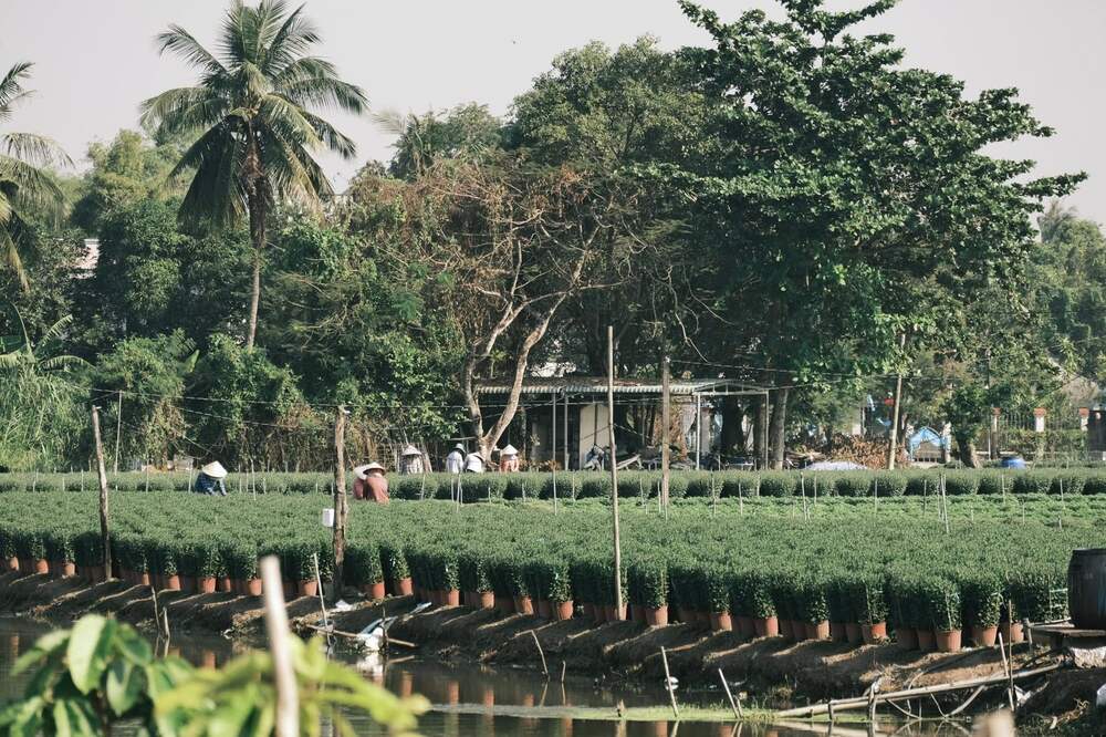 Anh Đạt khẳng định nếu không phải khách mua hoa, mọi người vẫn có thể tham quan miễn phí, chụp ảnh thoải mái bởi người dân rất thân thiện và nhiệt tình. Ảnh: NVCC