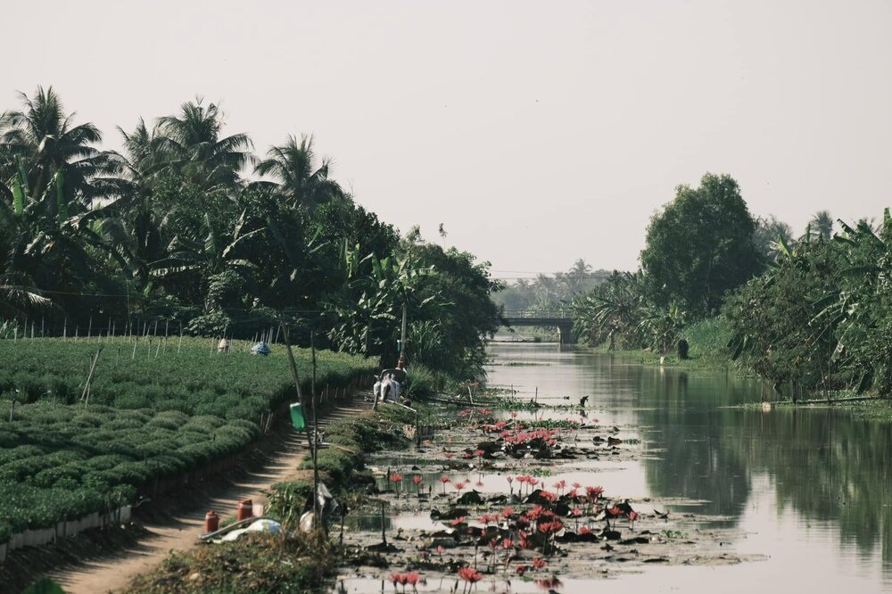 Với kinh nghiệm thực hiện nhiều bộ ảnh tương tự, anh Đạt cho biết thời gian lí tưởng để tham quan các vườn hoa là buổi sáng sớm từ 6h - 9h hoặc buổi chiều từ 16h – 17h. Ảnh: NVCC