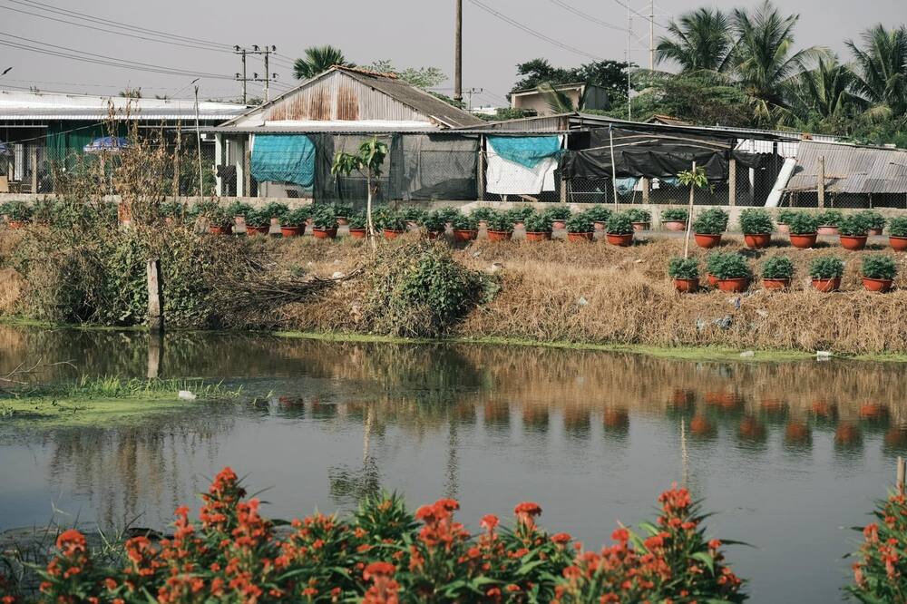 Càng về cuối năm, những vườn hoa cảnh càng trở thành địa điểm được “săn đón”. Bên cạnh nhu cầu mua hoa, du khách đến đây tỏ ra thích thú vì có thể mang về nhiều bức ảnh đẹp, đậm không khí Tết. Ảnh: NVCC