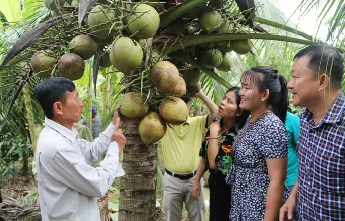 Kim ngạch xuất khẩu các sản phẩm từ cây dừa của Việt Nam có thể vượt mốc 1 tỷ USD