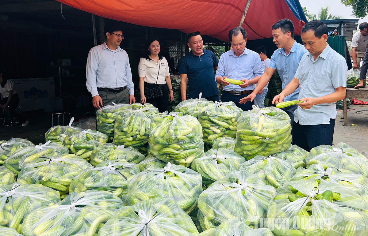 Đánh giá mô hình liên kết sản xuất và tiêu thụ dưa chuột ta vụ đông xuân năm 2024