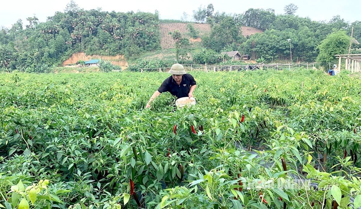 Chuyển đổi trên 763 ha đất lúa sang các cây trồng khác