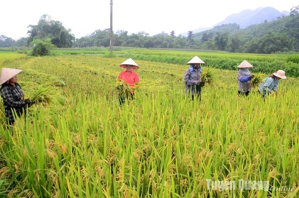 Tập trung thu hoạch lúa xuân