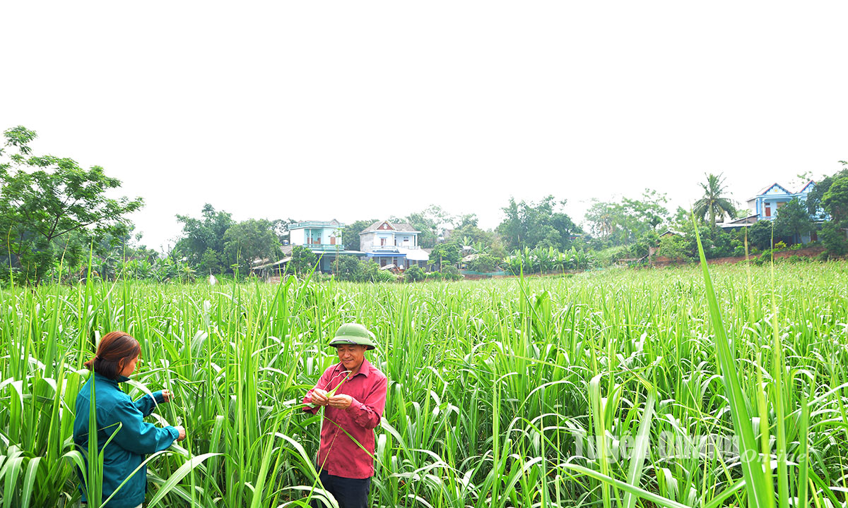 Cơ cấu lại vùng nguyên liệu mía