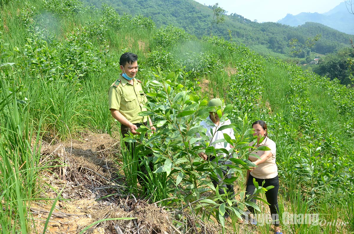 Bảo vệ, chăm sóc rừng mới trồng