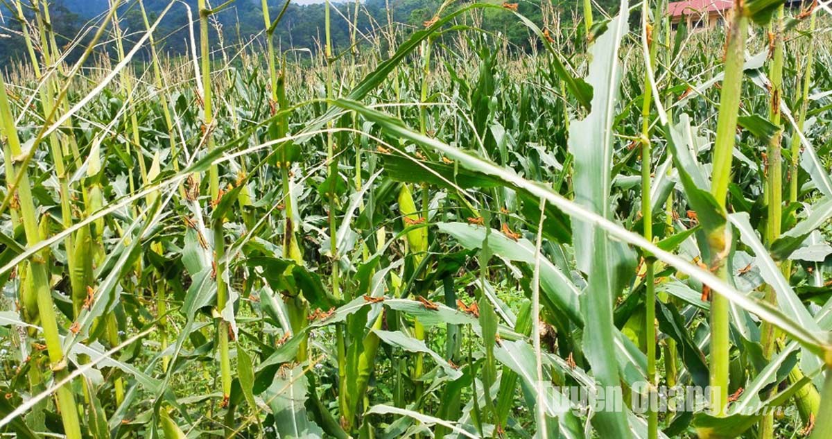 나항, 유해한 대나무 메뚜기 발생을 격리하고 통제