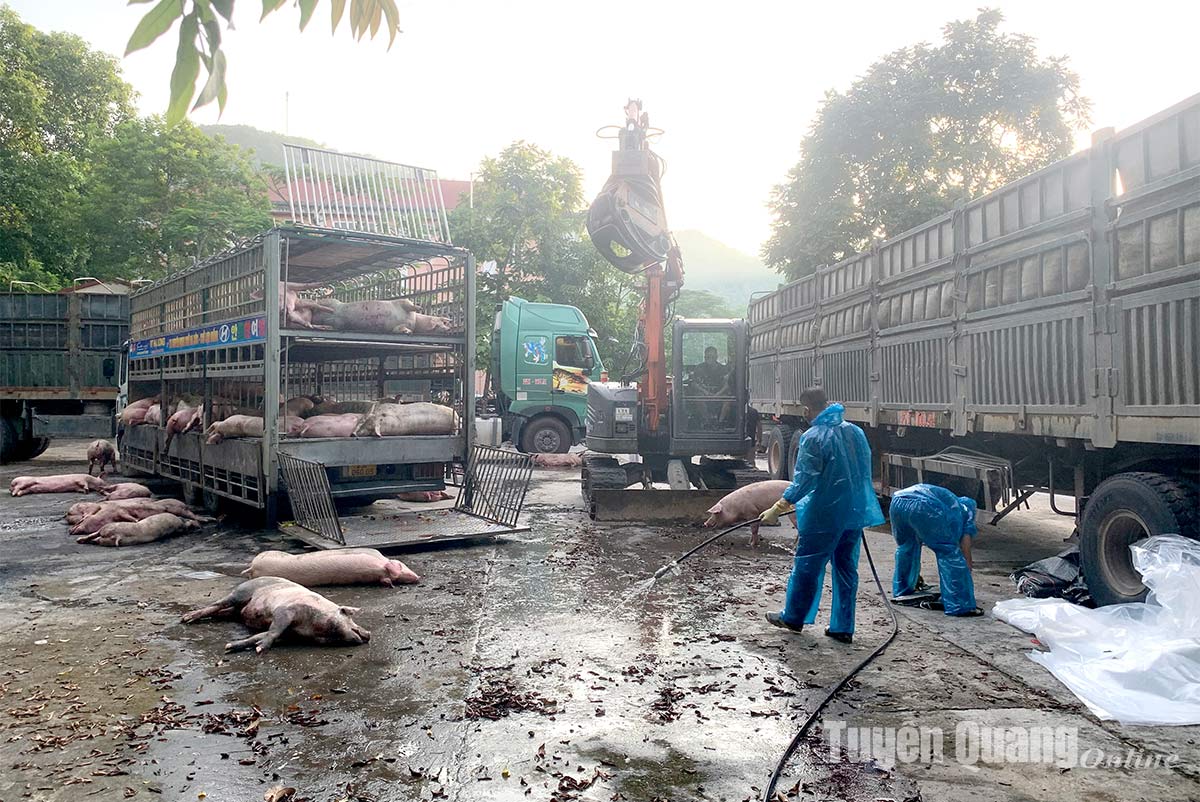 81 mit afrikanischer Schweinepest infizierte Schweine entdeckt und vernichtet