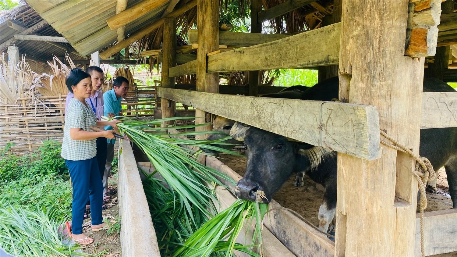 Cán bộ NHCSXH huyện Yên Sơn (Tuyên Quang) thăm mô hình nuôi trên địa bàn huyện