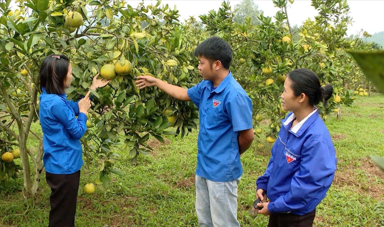 Mô hình trồng cây ăn quả của anh Ma Công Thơ, thôn Kim Ngọc, xã Minh Quang (Lâm Bình), do vay vốn từ nguồn vốn uỷ thác của Ngân hàng CSXH