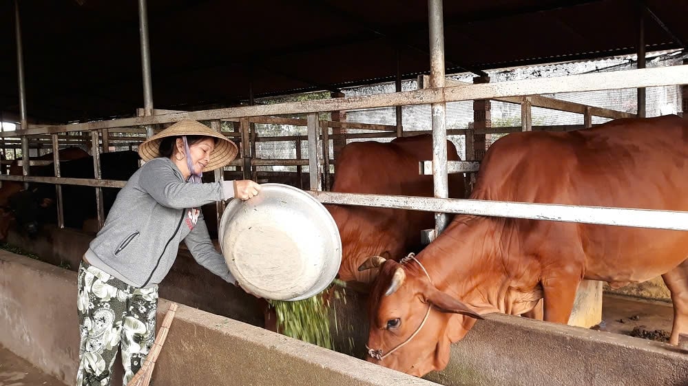 Huyện Sơn Dương hỗ trợ người dân vay vốn để phát triển mở trại chăn nuôi